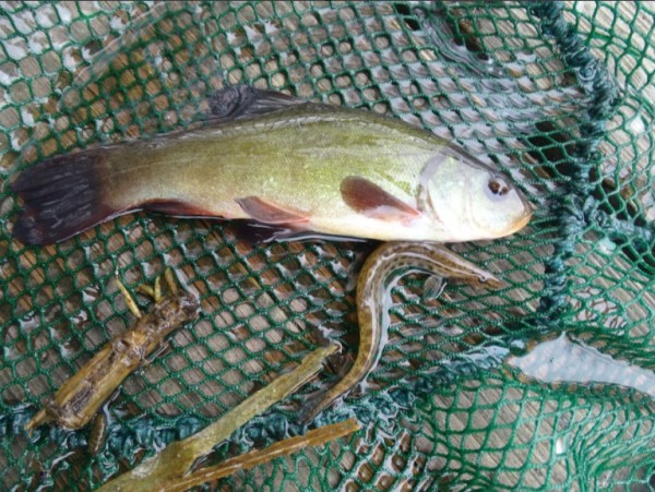 Ryby pod kontrolą – profesjonalne inwentaryzacje ichtiologiczne