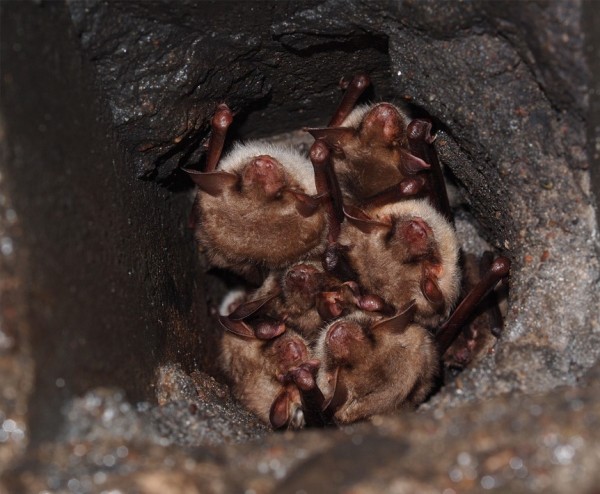 Inwentaryzacje chiropterologiczne